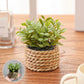 XIYA FLOWER Green Artificial Plants