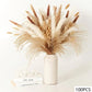 Natural Dried Flowers Pampas Floral Bouquet Home Decoration Rabbit Tail Grass Reed Wedding Decor
